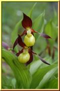 Europaeische Orchideen